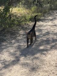 Found/Stray Unknown Cat last seen Purgatory creek trail, San Marcos, TX 78666