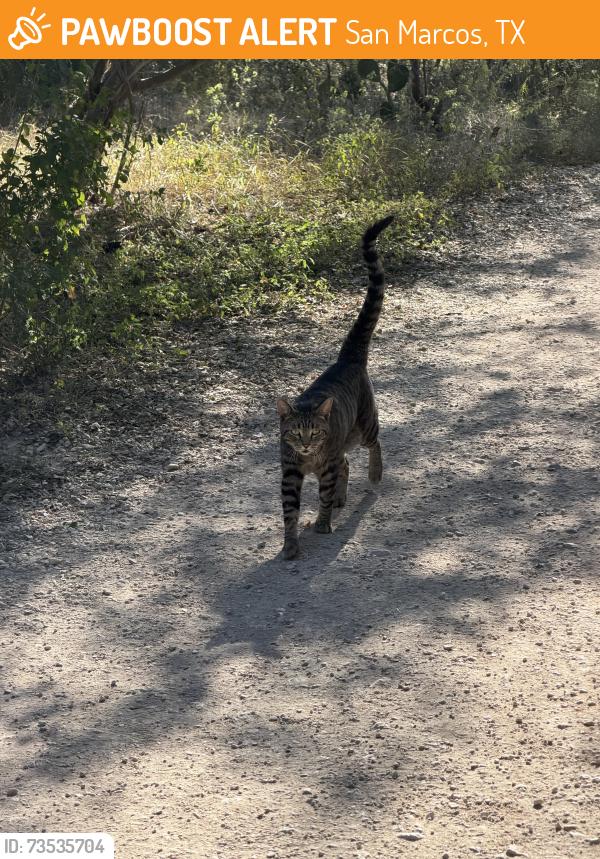 Found/Stray Unknown Cat last seen Purgatory creek trail, San Marcos, TX 78666