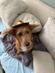 Lost Male Dog last seen Bardstownd road husborne, Louisville, KY 40291