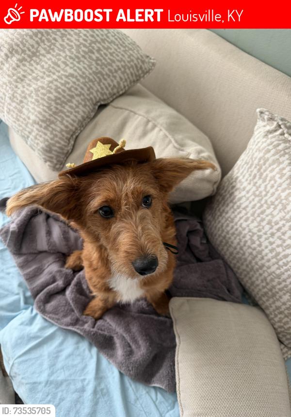 Lost Male Dog last seen Bardstownd road husborne, Louisville, KY 40291