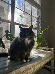 Reunited Female Cat last seen Montford at Madison Park Apts, Charlotte, NC 28209