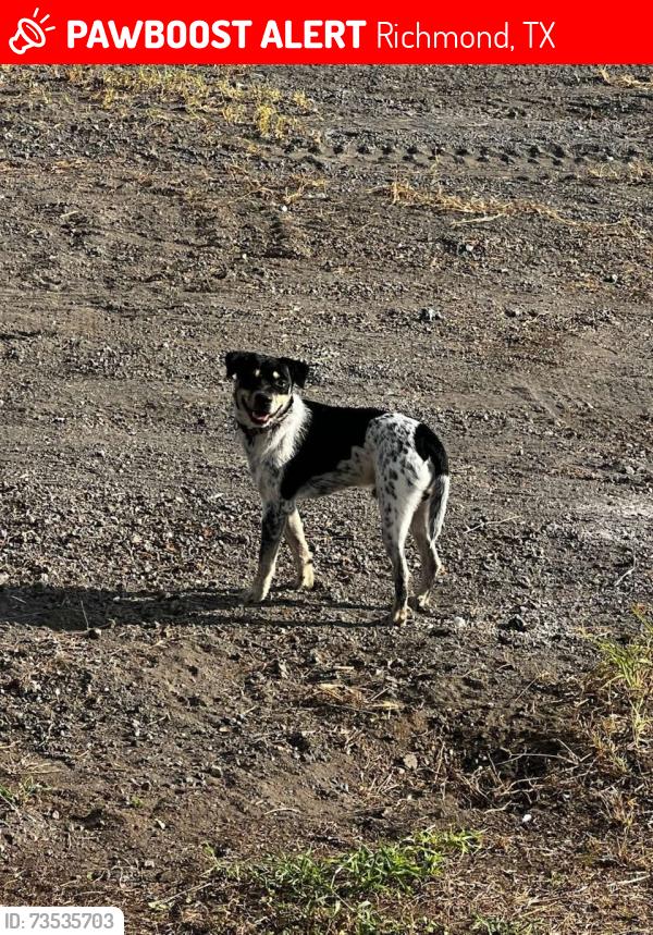 Lost Male Dog last seen Fm 762, Richmond, TX 77469