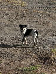 Lost Male Dog last seen Fm 762, Richmond, TX 77469
