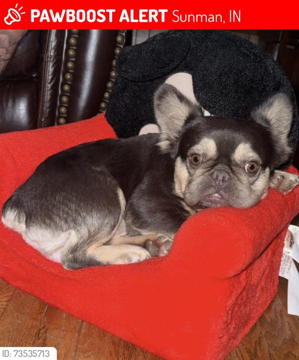 Lost Male Dog last seen SR101 in Sunman/ County Road 1000N, Sunman, IN 47041