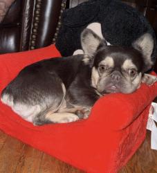 Lost Male Dog last seen SR101 in Sunman/ County Road 1000N, Sunman, IN 47041