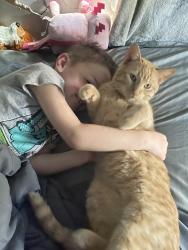 Lost Male Cat last seen E 81st Terr, Raytown, MO 64138