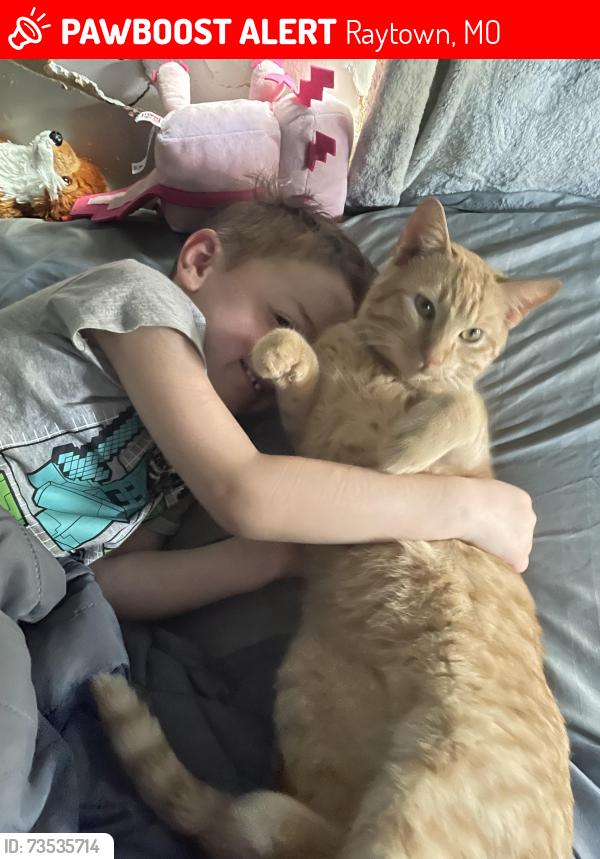 Lost Male Cat last seen E 81st Terr, Raytown, MO 64138