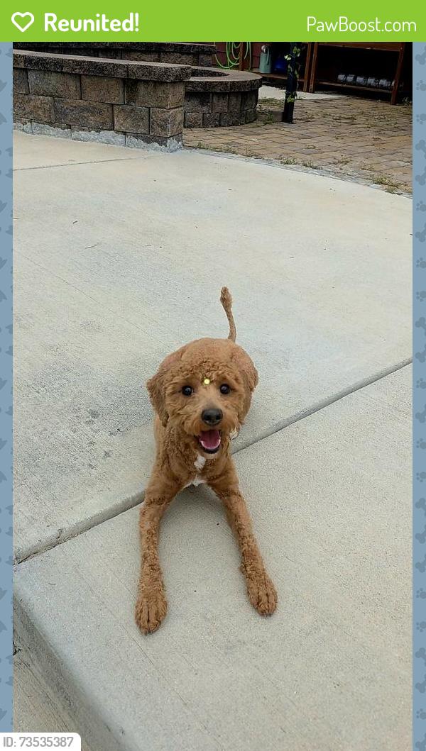 Reunited Female Dog last seen Bryton Crossing, Huntersville, NC 28078