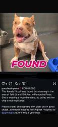 Found/Stray Female Dog last seen 109th ave, Pembroke Pines, FL 33029