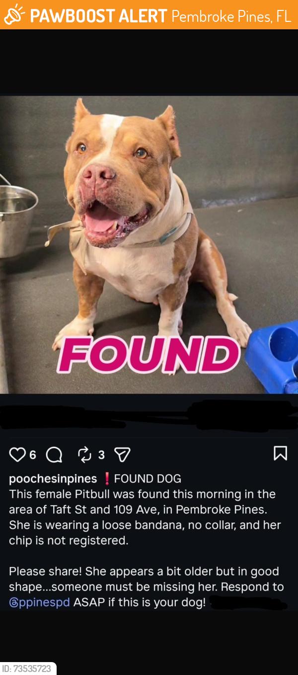 Found/Stray Female Dog last seen 109th ave, Pembroke Pines, FL 33029
