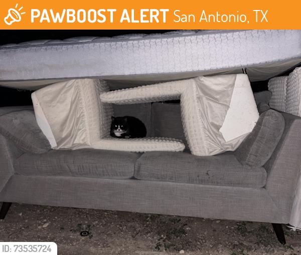 Found/Stray Unknown Cat last seen Op schnabel park, San Antonio, TX 78240