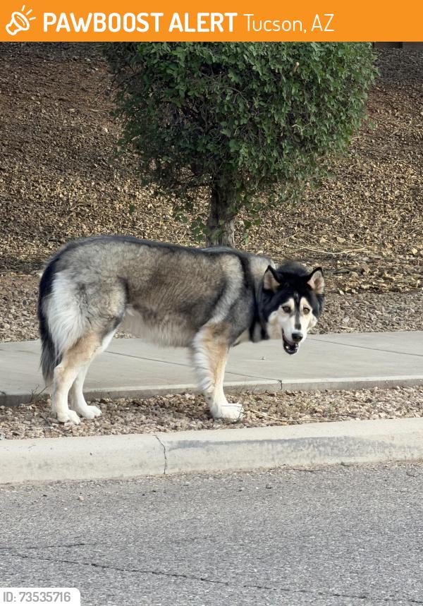 Found/Stray Unknown Dog last seen S Paseo De La Comunidad, Tucson, AZ 85756