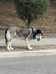 Found/Stray Unknown Dog last seen S Paseo De La Comunidad, Tucson, AZ 85756