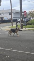 Reunited Unknown Dog last seen Dixieanne Ave & Boxwood St, Sacramento, CA 95815