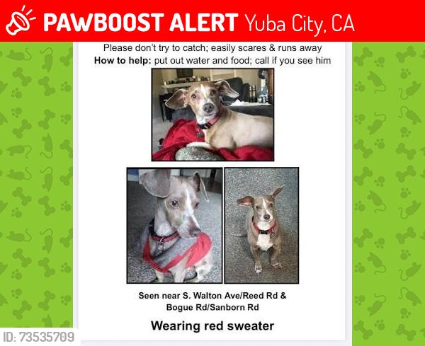 Lost Male Dog last seen south walton avenue near Sanborn road and bogue, Yuba City, CA 95993