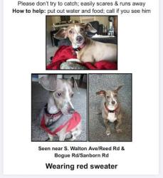 Lost Male Dog last seen south walton avenue near Sanborn road and bogue, Yuba City, CA 95993