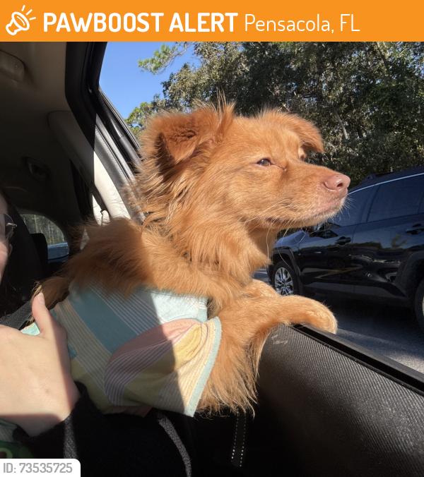 Found/Stray Male Dog last seen Mobile highway close to Beulah, Pensacola, FL 32505