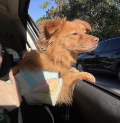 Found/Stray Male Dog last seen Mobile highway close to Beulah, Pensacola, FL 32505