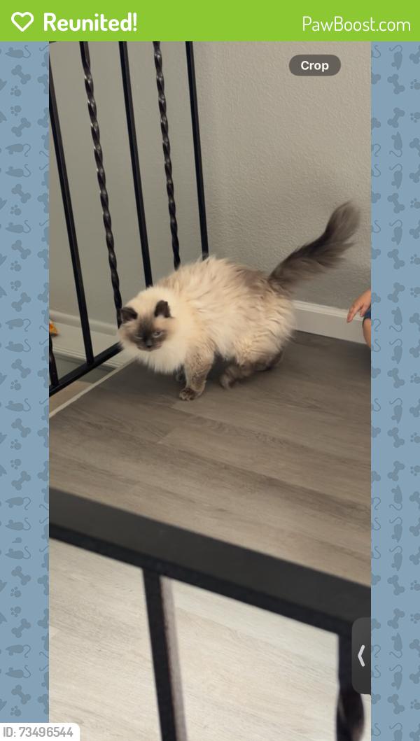 Reunited Female Cat last seen Peterson Rd, Colorado Springs, CO 80915