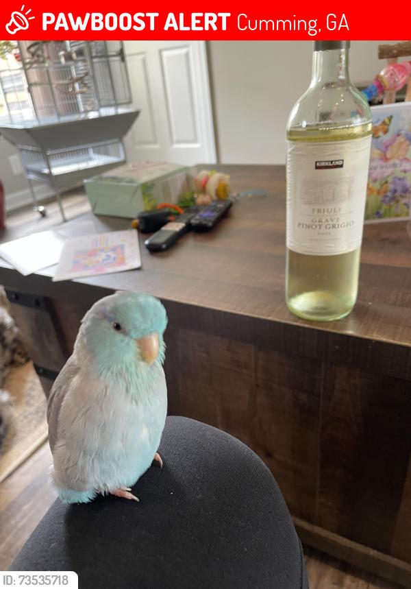 Lost Male Bird last seen Betis tripple gap road, Cumming, GA 30040