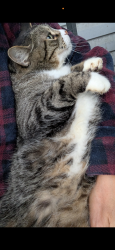 Lost Male Cat last seen Main/Minnehaha, West Saint Paul, MB R4A 1A3