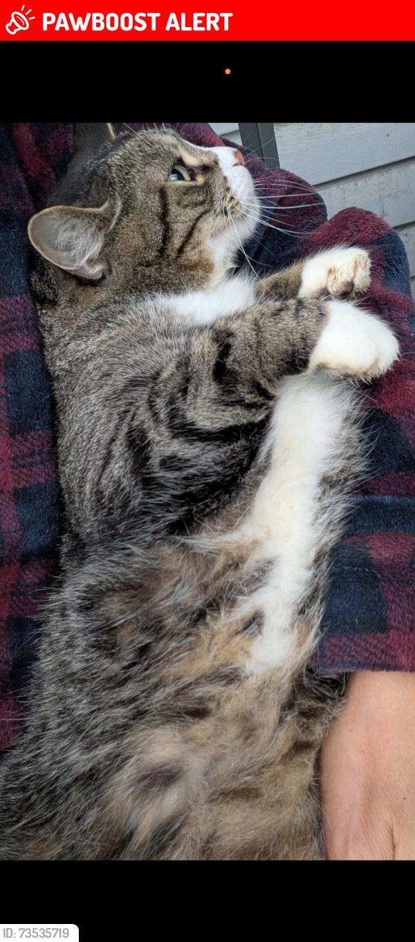 Lost Male Cat last seen Main/Minnehaha, West Saint Paul, MB R4A 1A3