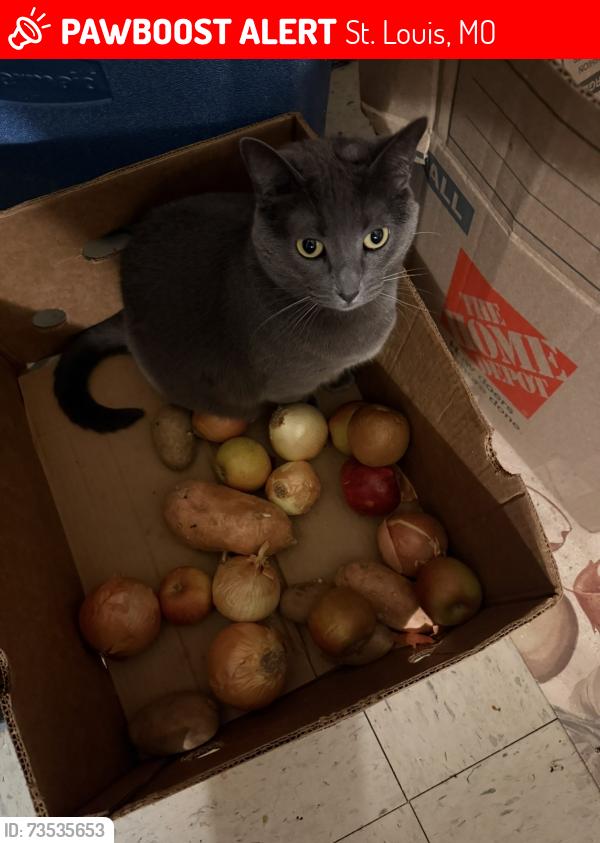 Lost Female Cat last seen Grand and Miami, St. Louis, MO 63118