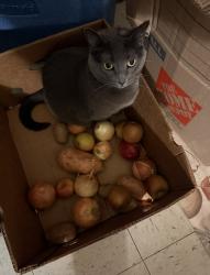 Lost Female Cat last seen Grand and Miami, St. Louis, MO 63118