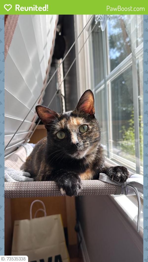 Reunited Female Cat last seen In the Bedford park community, Arlington, VA 22201