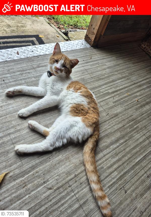 Lost Male Cat last seen Near Benefit Road., Chesapeake, VA 23322