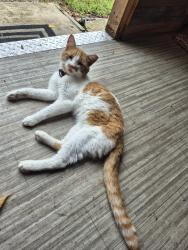 Lost Male Cat last seen Near Benefit Road., Chesapeake, VA 23322