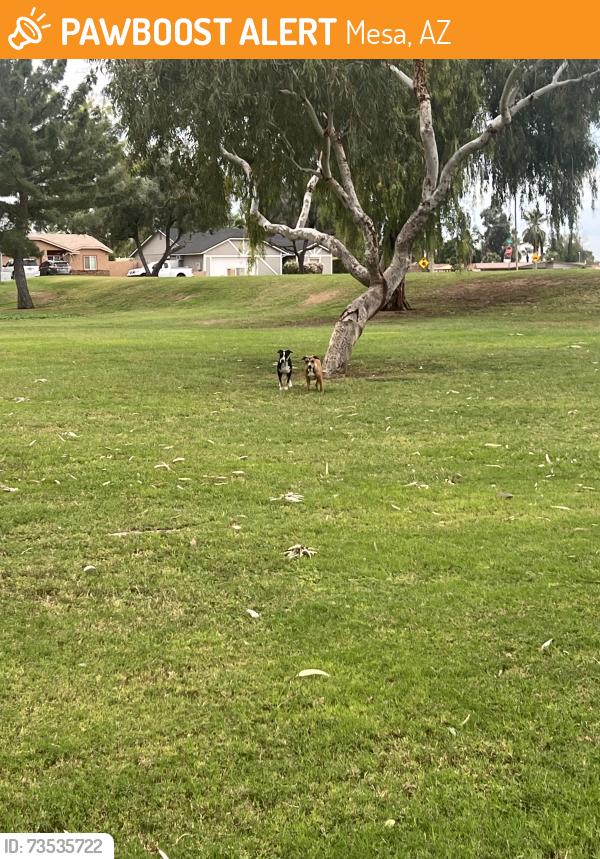 Found/Stray Unknown Dog last seen Broadway and Sossaman, Mesa, AZ 85208