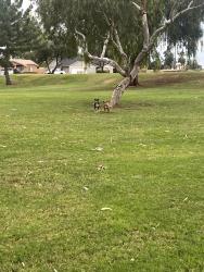 Found/Stray Unknown Dog last seen Broadway and Sossaman, Mesa, AZ 85208