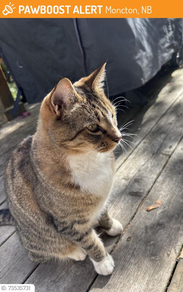 Found/Stray Unknown Cat last seen Edgett and Connaught, Moncton, NB 
