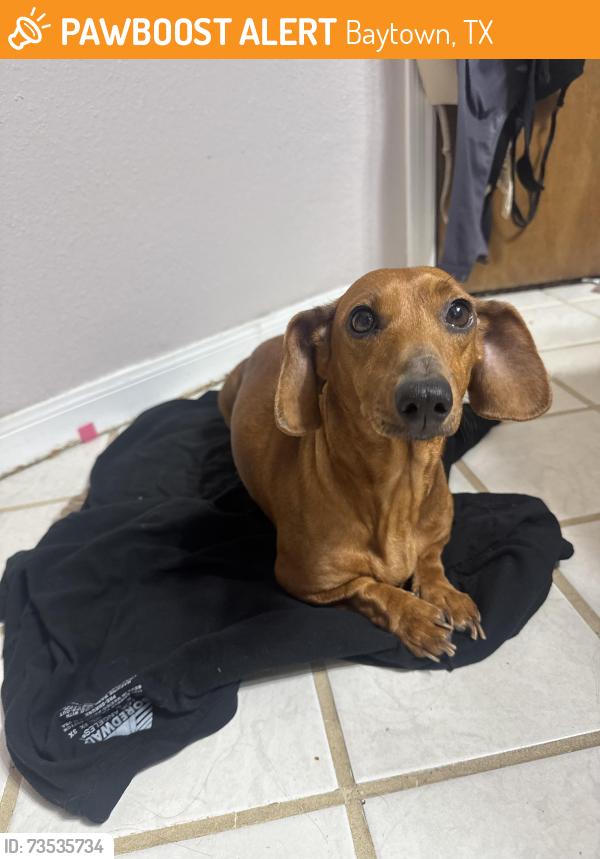 Found/Stray Female Dog last seen Lee College next to Tabernacle church, Baytown, TX 77520