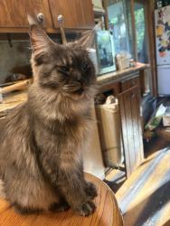 Reunited Female Cat last seen Hey 50, Bristol, WI 53104