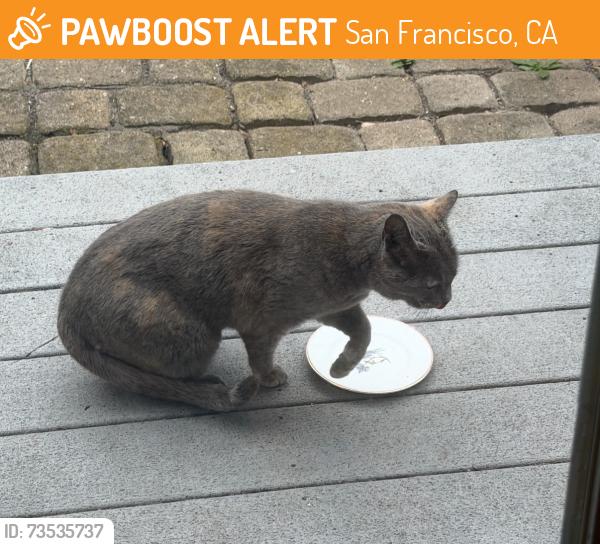 Found/Stray Unknown Cat last seen Near Los Palmos Drive, San Francisco, CA 94127