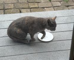 Found/Stray Unknown Cat last seen Near Los Palmos Drive, San Francisco, CA 94127