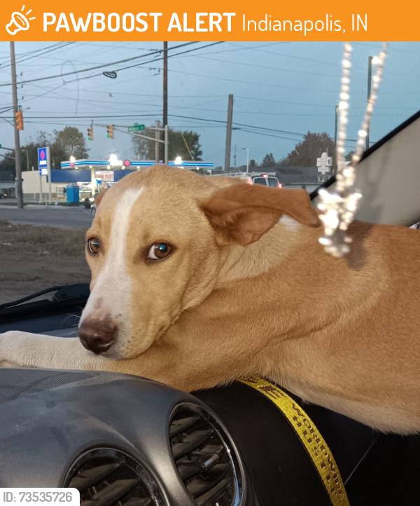 Found/Stray Male Dog last seen West Washington Street near George Washington High School, Indianapolis, IN 46222