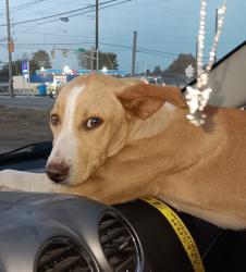 Found/Stray Male Dog last seen West Washington Street near George Washington High School, Indianapolis, IN 46222
