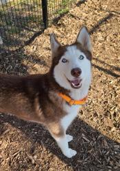 Shelter Stray Female Dog last seen , 4710 TX-151, San Antonio, TX 78227, USA