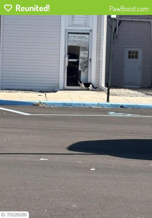 Reunited Unknown Cat last seen Church Street parking lot behind the stores, Freeport, NY 11520