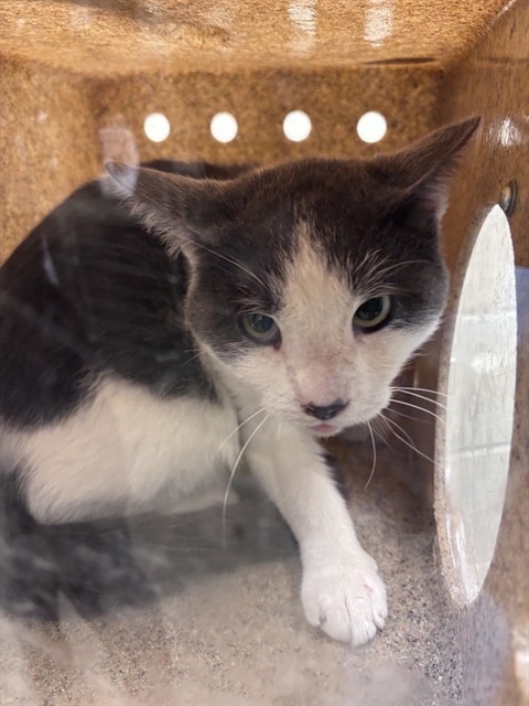 Shelter Stray Unknown Cat last seen Near BLOCK W 3500 S, WEST VALLEY CITY UT 84120, 4522 W 3500 S, West Valley City, UT 84120, USA