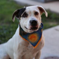 Shelter Stray Female Dog last seen Near BLOCK OF DAKOTA SUN, 4710 TX-151, San Antonio, TX 78227, USA