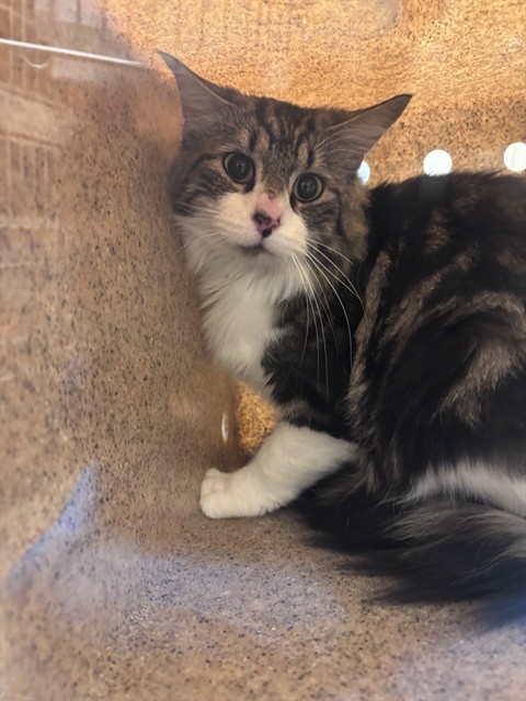 Shelter Stray Unknown Cat last seen Near BLOCK W 3500 S, WEST VALLEY CITY UT 84120, 4522 W 3500 S, West Valley City, UT 84120, USA