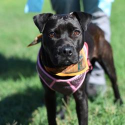 Shelter Stray Female Dog last seen RODRIGUEZ PARK, 4710 TX-151, San Antonio, TX 78227, USA