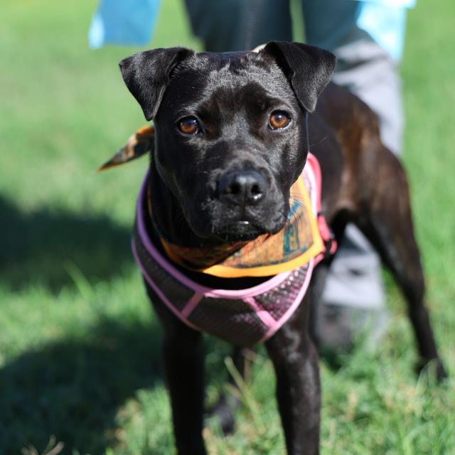 Shelter Stray Female Dog last seen RODRIGUEZ PARK, 4710 TX-151, San Antonio, TX 78227, USA
