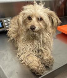 Shelter Stray Male Dog last seen Near BLOCK MADRONA AVE, BAKERSFIELD CA 93307, 3951 Fruitvale Ave, Bakersfield, CA 93308, USA