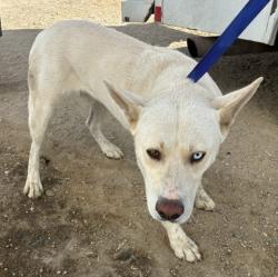 Shelter Stray Male Dog last seen Near BLOCK MADRONA AVE, BAKERSFIELD CA 93307, 3951 Fruitvale Ave, Bakersfield, CA 93308, USA