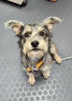Shelter Stray Female Dog last seen Near BLOCK ST HWY 151, 4710 TX-151, San Antonio, TX 78227, USA